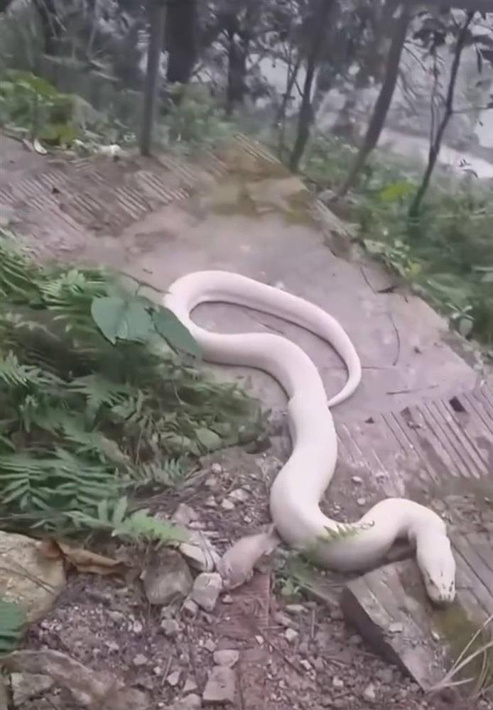 Understanding more about Thuong Bong Lai Co Linh Tu - where the giant albino python just appeared: Who is Co Doi Thuong Ngan?  What does the white snake mean in Mother Goddess worship?-2