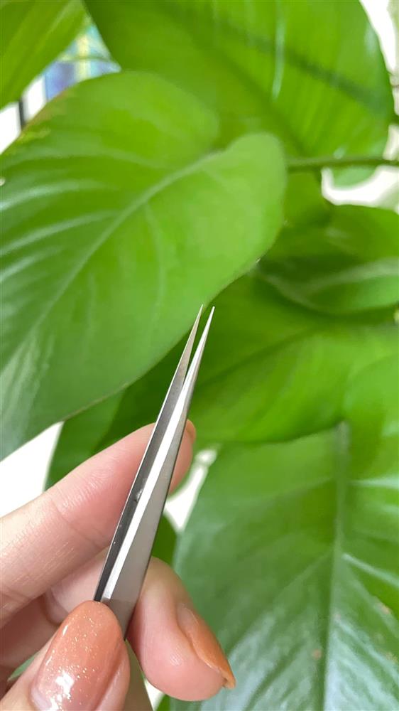 Từ A-Z kinh nghiệm nhặt yến nhanh và chưng yến ngon lành, mùa này nhà nào cũng cần, chị em nhất định không thể bỏ qua!-1