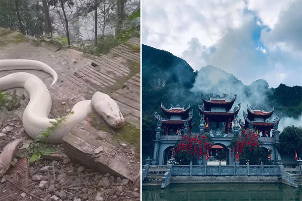 Nguồn gốc bạch xà khổng lồ xuất hiện ở đền thờ Cô Đôi Thượng Ngàn-2