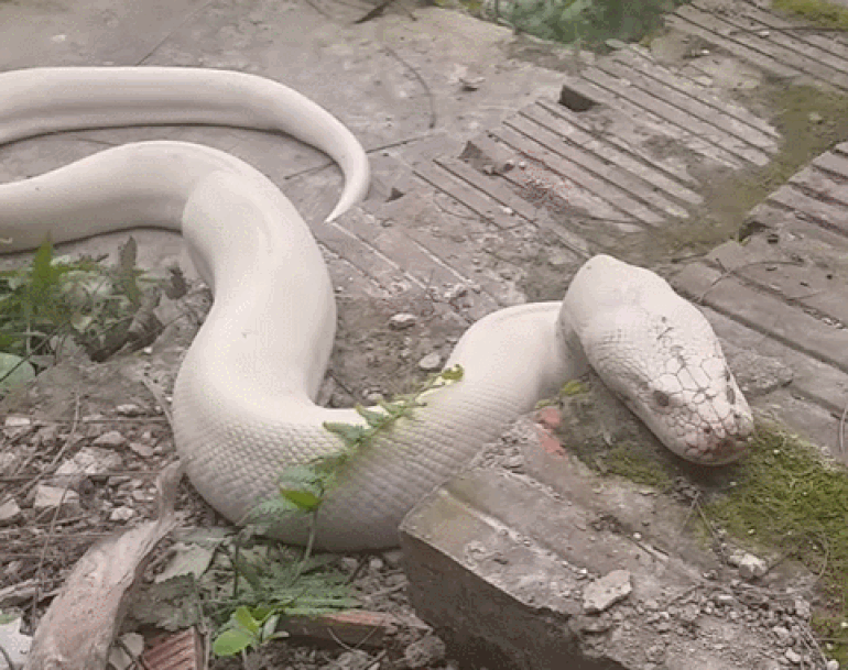 Nguồn gốc bạch xà khổng lồ xuất hiện ở đền thờ Cô Đôi Thượng Ngàn-1