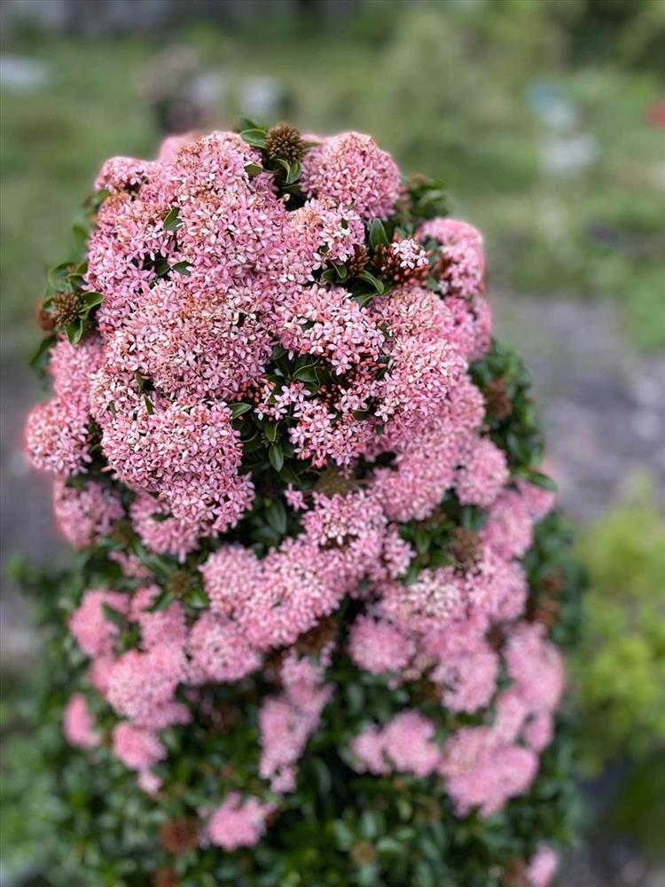 Cùng ca sĩ Mỹ Lệ thu hoạch khu vườn đầy hoa trái ăn không xuể-4