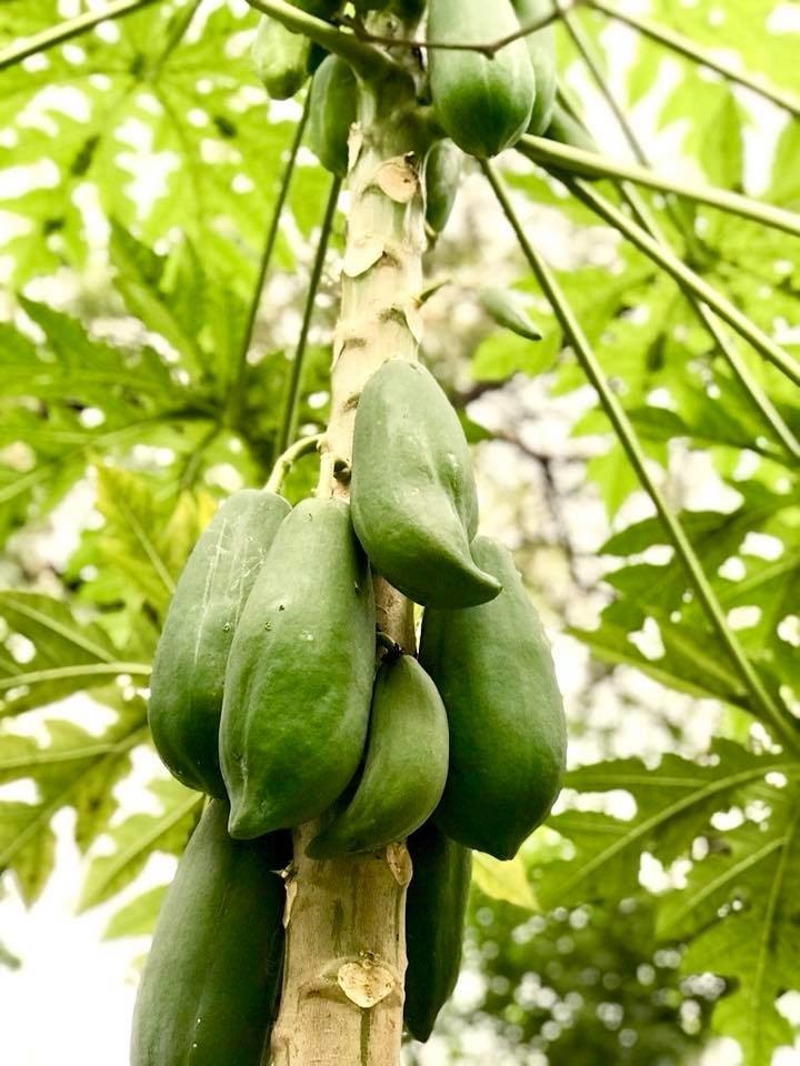 Cùng ca sĩ Mỹ Lệ thu hoạch khu vườn đầy hoa trái ăn không xuể-6