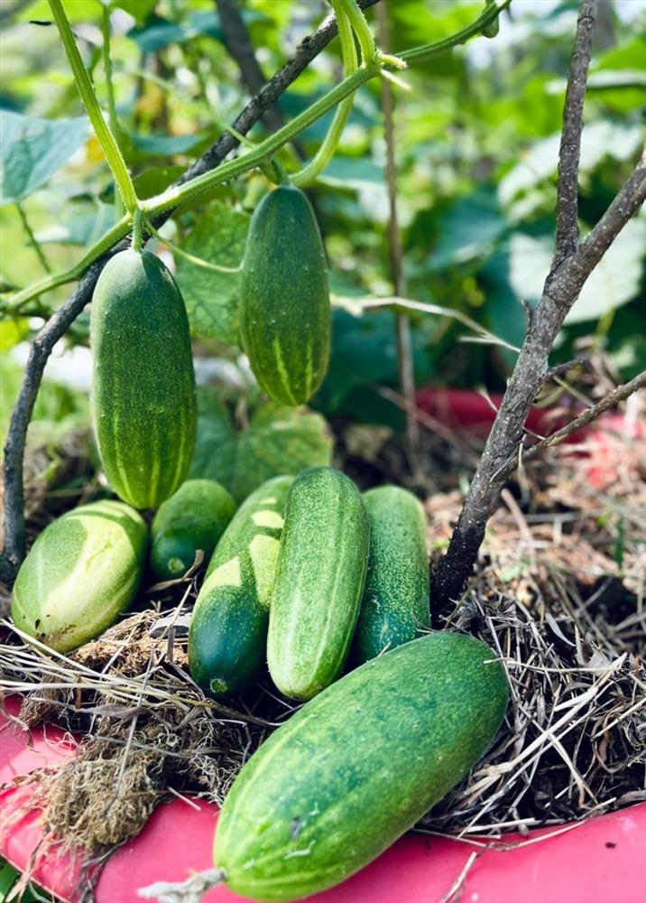 Cùng ca sĩ Mỹ Lệ thu hoạch khu vườn đầy hoa trái ăn không xuể-8