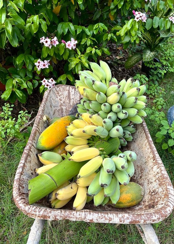 Cùng ca sĩ Mỹ Lệ thu hoạch khu vườn đầy hoa trái ăn không xuể-9