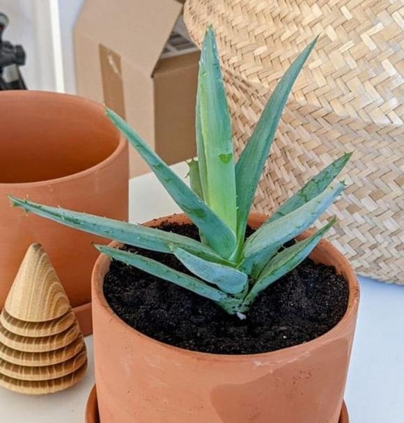 8 loại cây có siêu năng lực chữa bệnh, mang lại sự giàu có theo phong thủy mà bạn nên trồng trong nhà-2