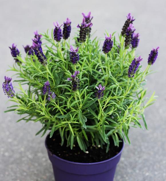 8 loại cây có siêu năng lực chữa bệnh, mang lại sự giàu có theo phong thủy mà bạn nên trồng trong nhà-3