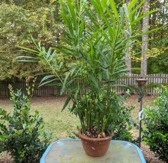 8 loại cây có siêu năng lực chữa bệnh, mang lại sự giàu có theo phong thủy mà bạn nên trồng trong nhà-5