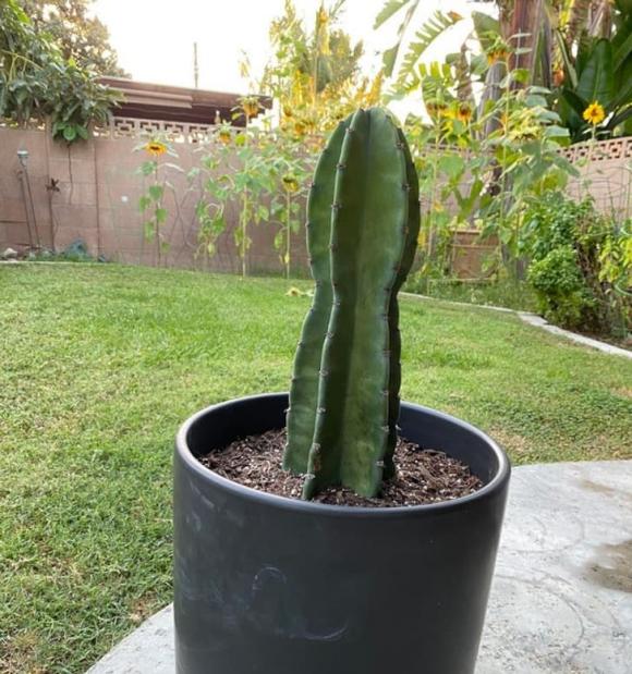 8 loại cây có siêu năng lực chữa bệnh, mang lại sự giàu có theo phong thủy mà bạn nên trồng trong nhà-7