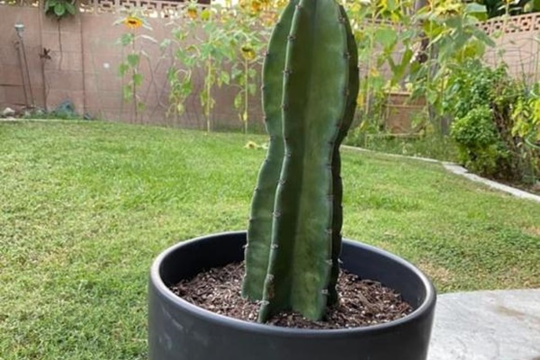 Trước khi mua nhà cần lưu ý lời khuyên mồ trước cửa, nước sau nhà, đọc lý do xong càng thấy bất ngờ-3