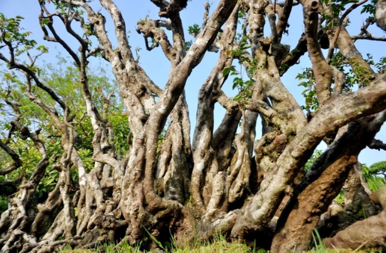 Chiêm ngưỡng cụ khế độc nhất Việt Nam giá nửa tỷ đồng-2