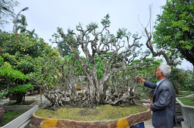 Chiêm ngưỡng cụ khế độc nhất Việt Nam giá nửa tỷ đồng-4