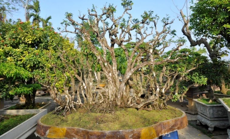 Chiêm ngưỡng cụ khế độc nhất Việt Nam giá nửa tỷ đồng-5