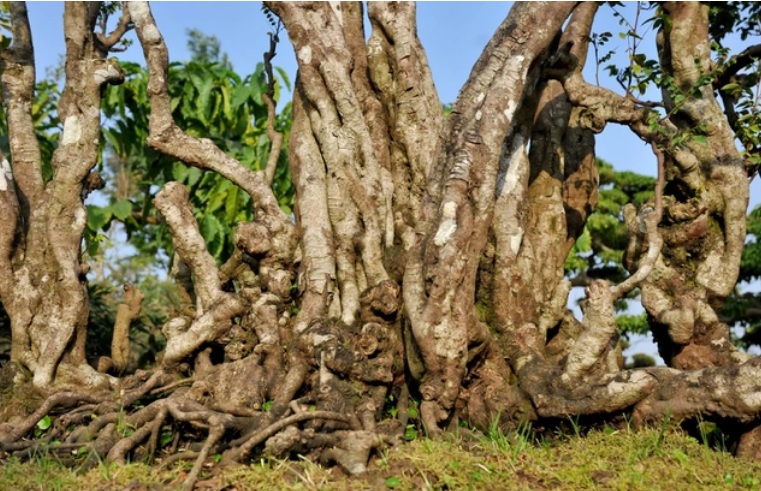 Chiêm ngưỡng cụ khế độc nhất Việt Nam giá nửa tỷ đồng-6