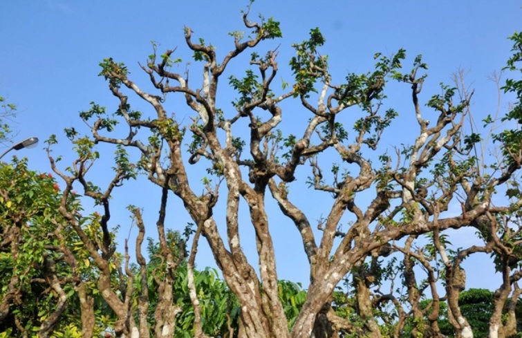 Chiêm ngưỡng cụ khế độc nhất Việt Nam giá nửa tỷ đồng-7