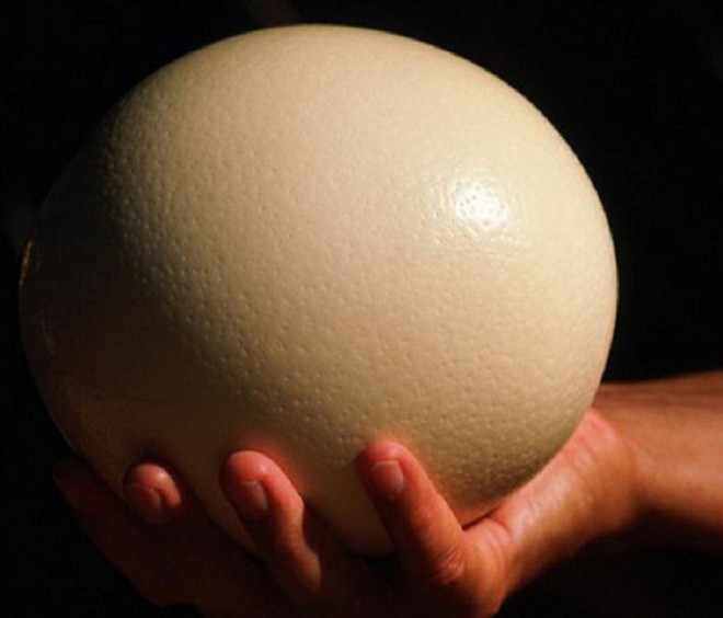 Đầu tháng lương về, ăn thử trứng đà điểu siêu to khổng lồ độc lạ nặng gần 2kg/quả-2