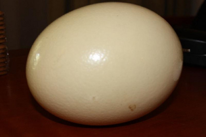 Đầu tháng lương về, ăn thử trứng đà điểu siêu to khổng lồ độc lạ nặng gần 2kg/quả-4