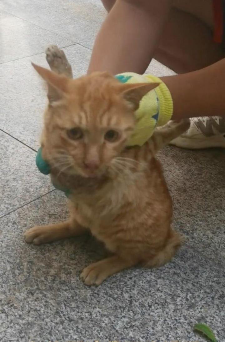 Chú mèo hoang 2 chân uốn cong lên kỳ lạ, lý do kinh hoàng phía sau gây bức xúc-3