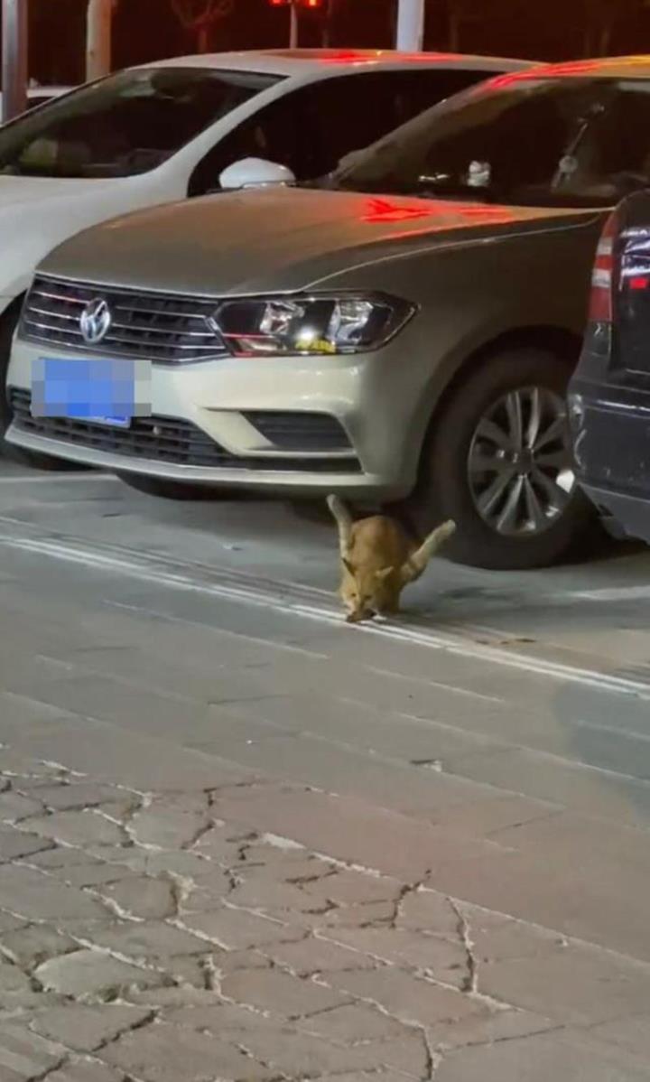 Chú mèo hoang 2 chân uốn cong lên kỳ lạ, lý do kinh hoàng phía sau gây bức xúc-2