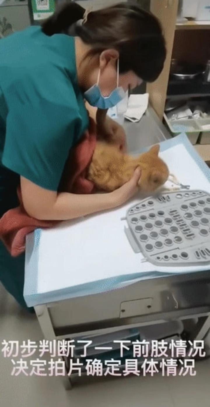 Chú mèo hoang 2 chân uốn cong lên kỳ lạ, lý do kinh hoàng phía sau gây bức xúc-4