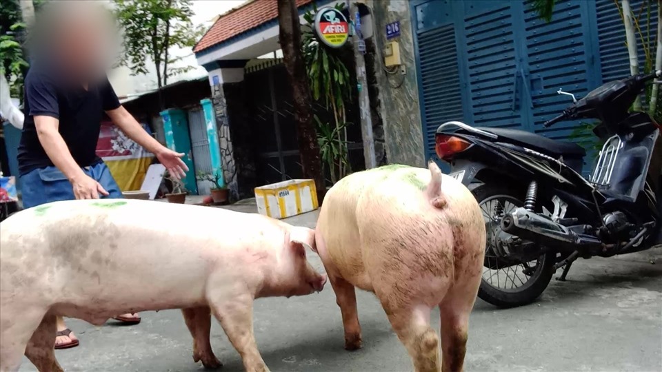 Đường dây cung cấp thịt heo bẩn: Cả làng giàu nhanh nhờ mổ heo lậu-6