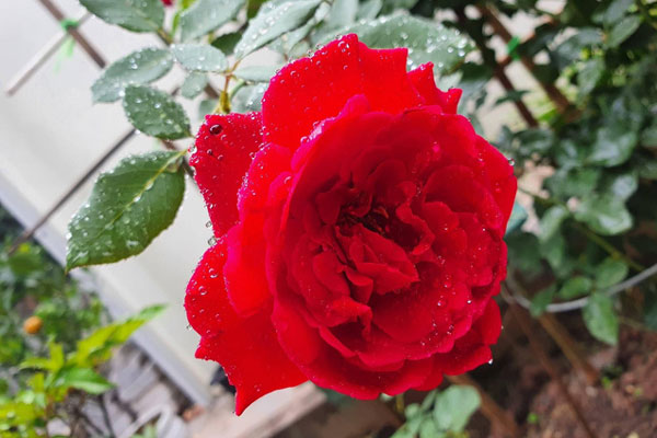 Bạn gái cũ của chồng tôi xin được tá túc một ngày, đến khi bị đuổi ra khỏi nhà thì cô ta đòi chúng tôi phải bồi thường 200 triệu-1