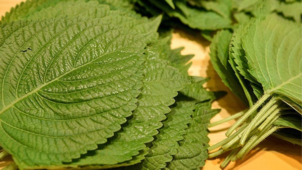 Tía tô được ví tốt ngang thần dược chữa ho, giải cảm và tăng đề kháng: Ngoài đun nước pha mật ong, dùng theo 3 cách này sẽ giúp F0 nhanh khỏi bệnh-1