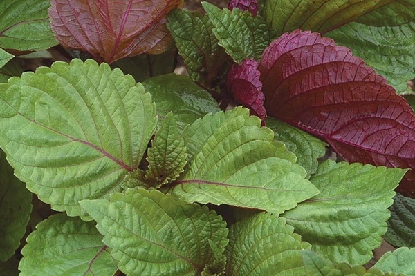 Tía tô được ví tốt ngang thần dược chữa ho, giải cảm và tăng đề kháng: Ngoài đun nước pha mật ong, dùng theo 3 cách này sẽ giúp F0 nhanh khỏi bệnh-2