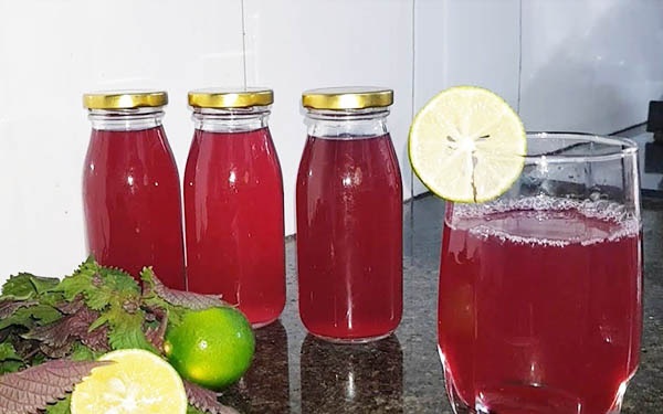 Tía tô được ví tốt ngang thần dược chữa ho, giải cảm và tăng đề kháng: Ngoài đun nước pha mật ong, dùng theo 3 cách này sẽ giúp F0 nhanh khỏi bệnh-4