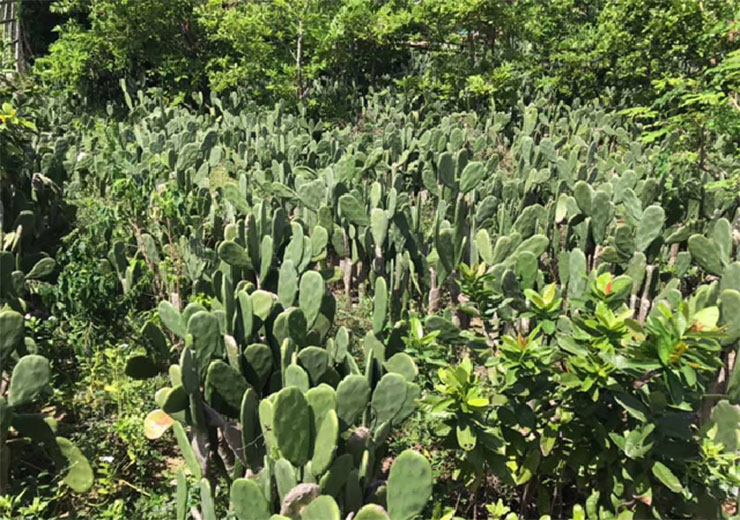 Cây dại làm hàng rào, ai cũng nghĩ không ăn được, ngờ đâu là đặc sản được săn lùng-1