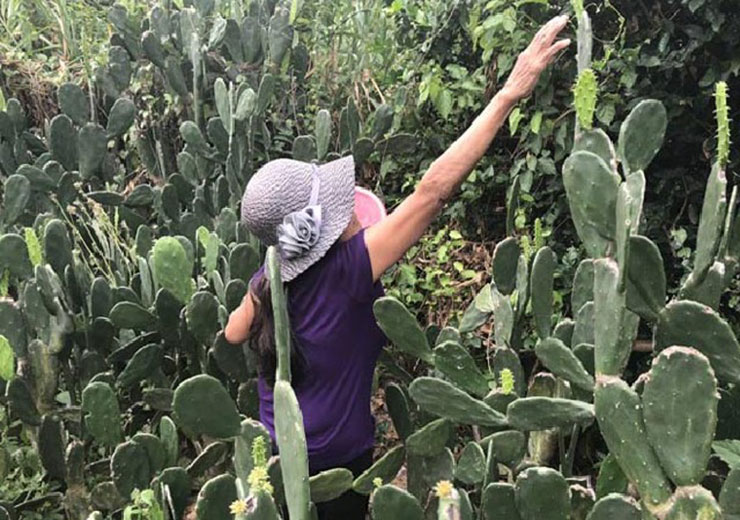 Cây dại làm hàng rào, ai cũng nghĩ không ăn được, ngờ đâu là đặc sản được săn lùng-10