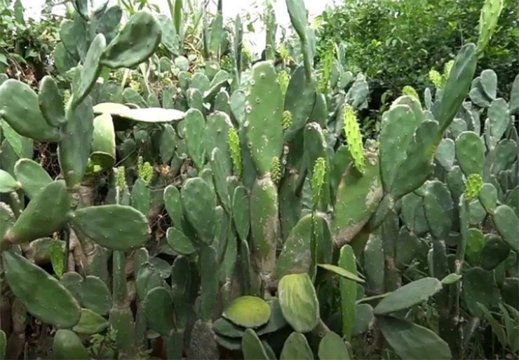 Cây dại làm hàng rào, ai cũng nghĩ không ăn được, ngờ đâu là đặc sản được săn lùng-2