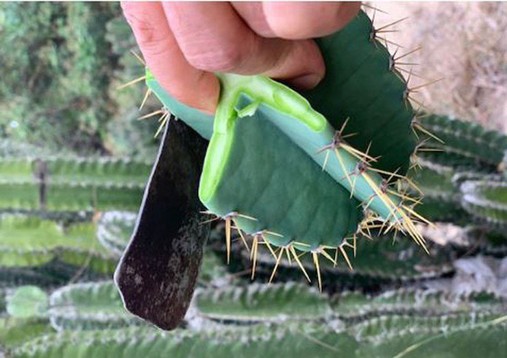 Cây dại làm hàng rào, ai cũng nghĩ không ăn được, ngờ đâu là đặc sản được săn lùng-9