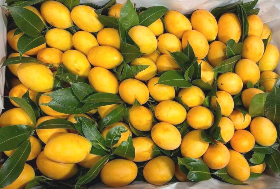 Loại quả vàng óng, hội tụ hương thơm từ 4 thứ quả, giá chỉ vài chục nghìn đồng hút người mua-1