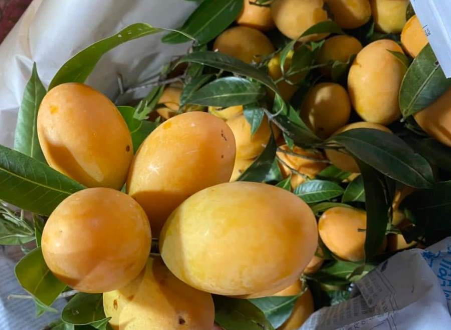 Loại quả vàng óng, hội tụ hương thơm từ 4 thứ quả, giá chỉ vài chục nghìn đồng hút người mua-2