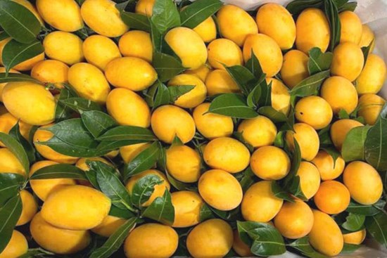 Loại quả vàng óng, hội tụ hương thơm từ 4 thứ quả, giá chỉ vài chục nghìn đồng hút người mua