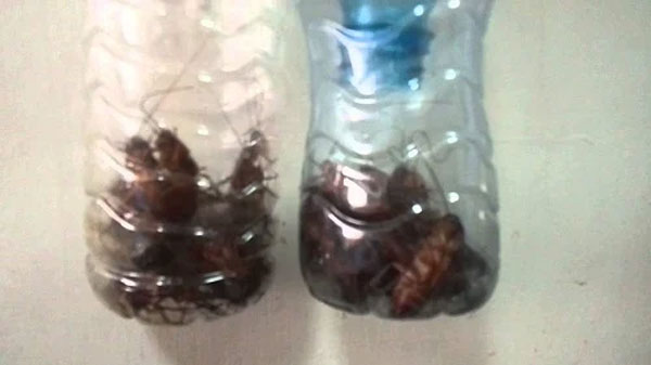 Chỉ 1 lon bia uống dở đuổi được cả trăm con gián ra khỏi nhà, mẹo hay phụ nữ cũng làm ngon ơ-2