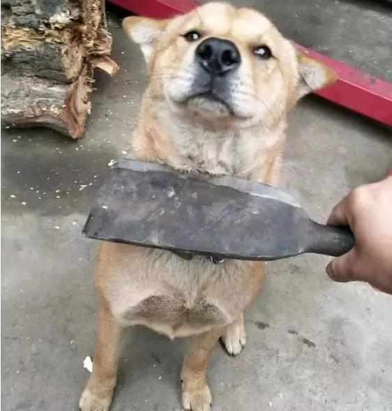 Bị chủ kề dao vào cổ dọa làm thịt, biểu cảm của chó cưng khiến chủ vừa tức vừa buồn cười-1