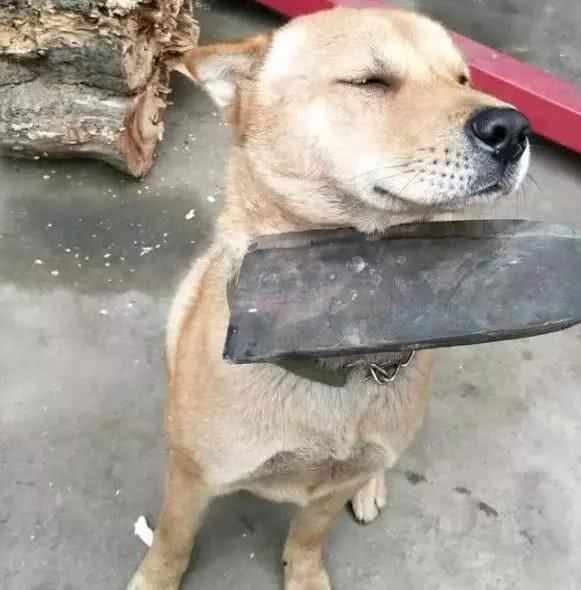 Bị chủ kề dao vào cổ dọa làm thịt, biểu cảm của chó cưng khiến chủ vừa tức vừa buồn cười-2