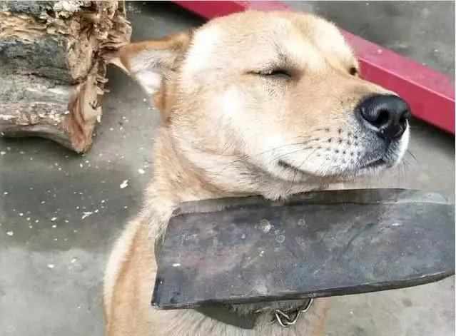 Bị chủ kề dao vào cổ dọa làm thịt, biểu cảm của chó cưng khiến chủ vừa tức vừa buồn cười-3