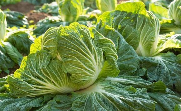 Sự khác biệt giữa cải thảo lá vàng và lá xanh là gì? Người bán rau bật mí, nó có sự khác biệt rất lớn-3