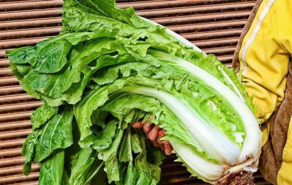 Sự khác biệt giữa cải thảo lá vàng và lá xanh là gì? Người bán rau bật mí, nó có sự khác biệt rất lớn-7