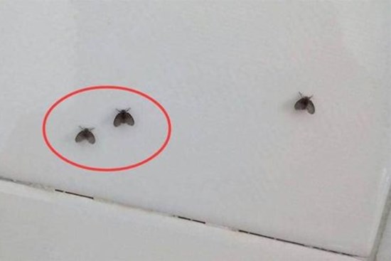 Những con bọ đen nhỏ trong phòng tắm lại xuất hiện, dạy bạn một mẹo nhỏ, sẽ không còn những con bọ nhỏ bay ở nhà nữa, đơn giản rất thiết thực