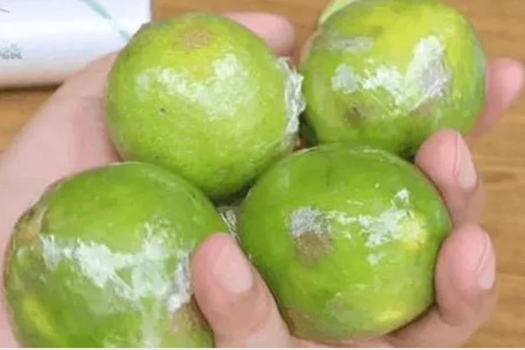 Cách bảo quản chanh tươi cả tháng không bị hỏng giúp các F0 luôn có để dùng-2