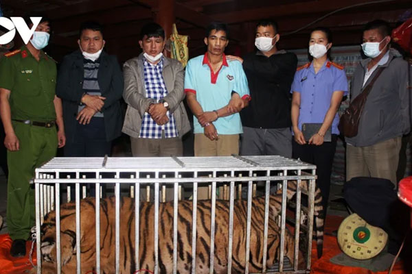 Giết hổ 220 kg nấu cao tại nhà-1