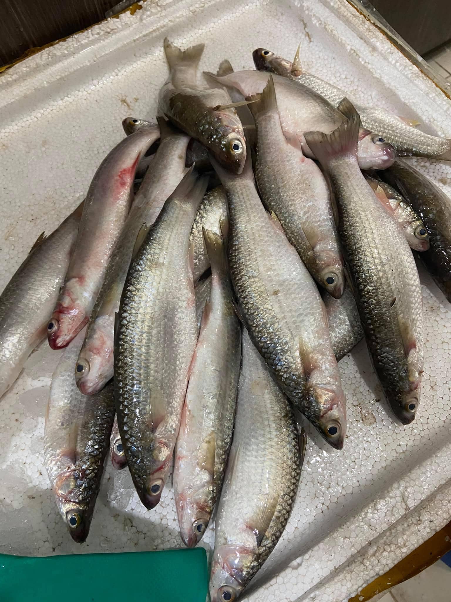 3 bí quyết nướng cá bằng nồi chiên không dầu giòn, ngon và không bị dai-2