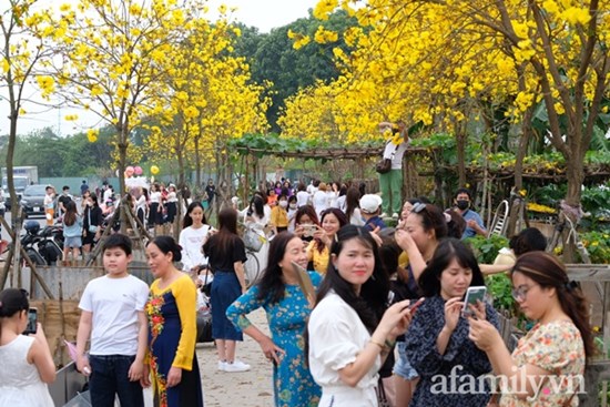 Đường hoa phong linh Park City vừa đóng cửa, người Hà Nội lại đổ xô tới chụp ảnh tại 1 địa điểm khác tạo nên khung cảnh đông đúc, hỗn loạn