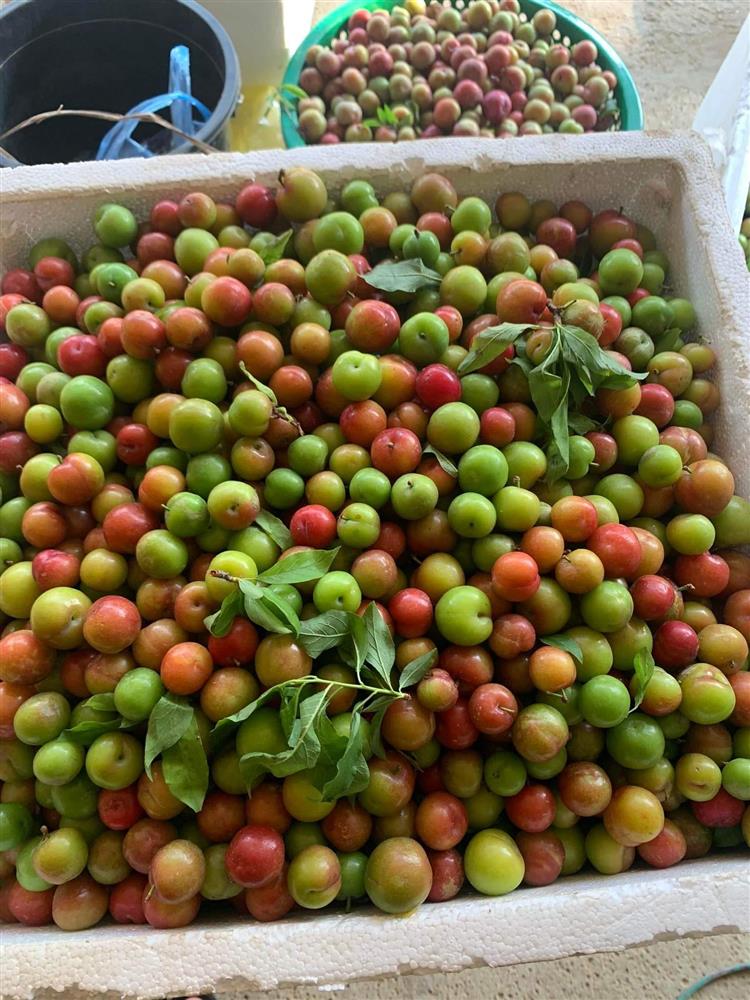 Mận đầu mùa đắt đỏ, giá vài trăm nghìn đồng/kg vẫn được vét sạch-1