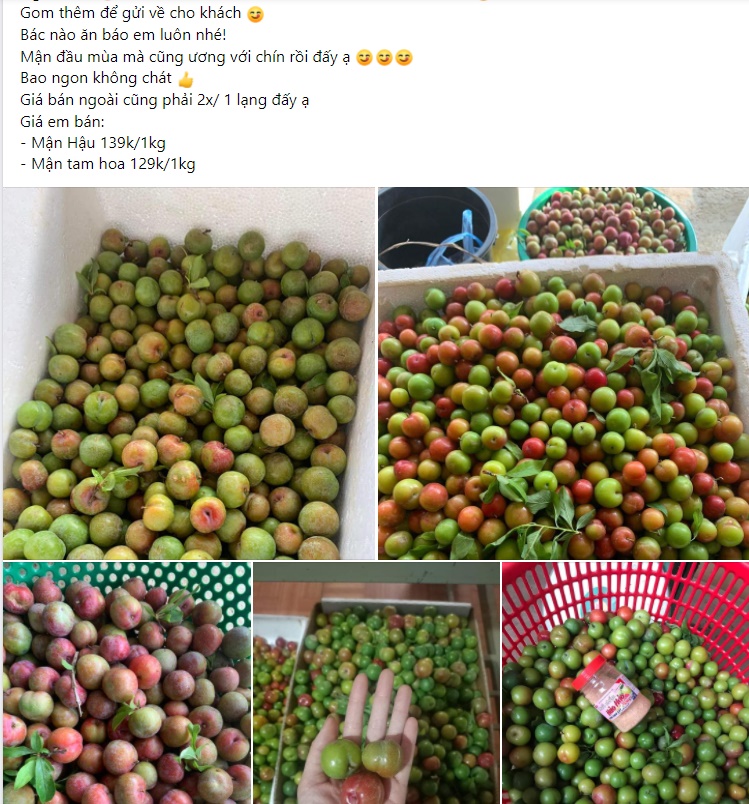Mận đầu mùa đắt đỏ, giá vài trăm nghìn đồng/kg vẫn được vét sạch-4
