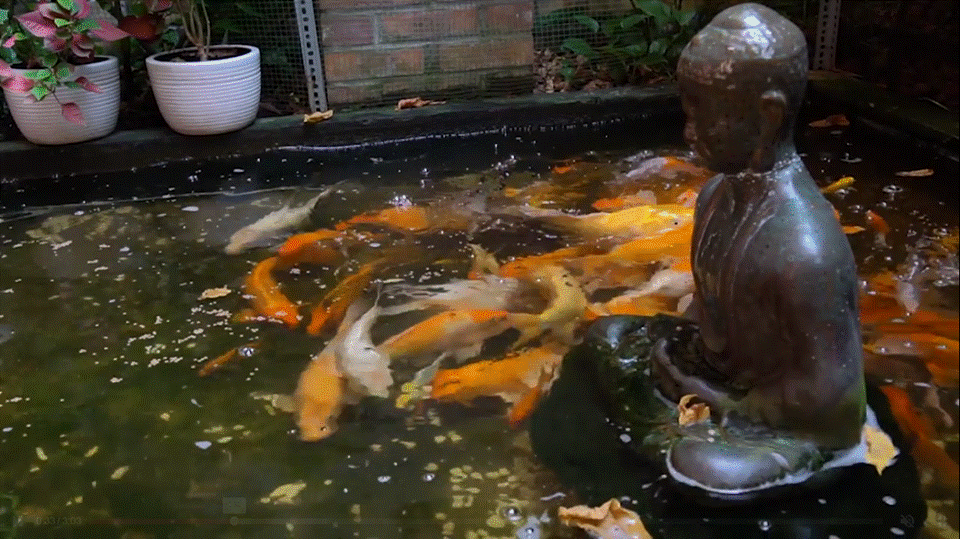 Đến thăm cơ ngơi đậm chất thiền của ca sĩ Quang Dũng-20