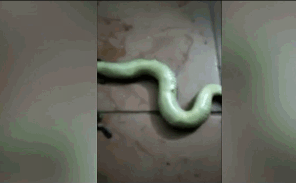 Thả mình thư thái vào chiếc ghế sofa, người đàn ông giật bắn mình phát hiện khách lạ mò tới tự bao giờ, gọi điện thoại cầu cứu trong hoảng loạn-4